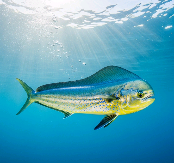 Which fish contain the most mercury and what happens in our bodies if we consume too much