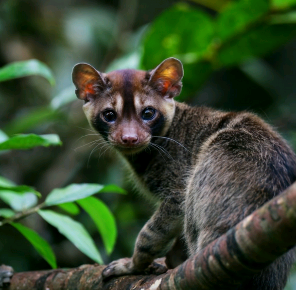 Is Kopi Luwak Safe to Drink? Examining the Safety and Health Considerations